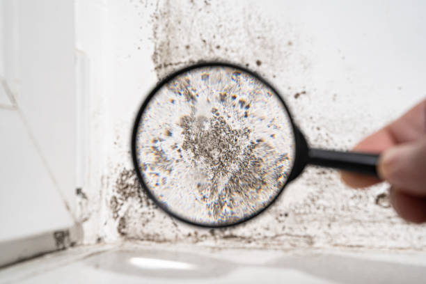 Best Specialized Mold Remediation in Knox, PA